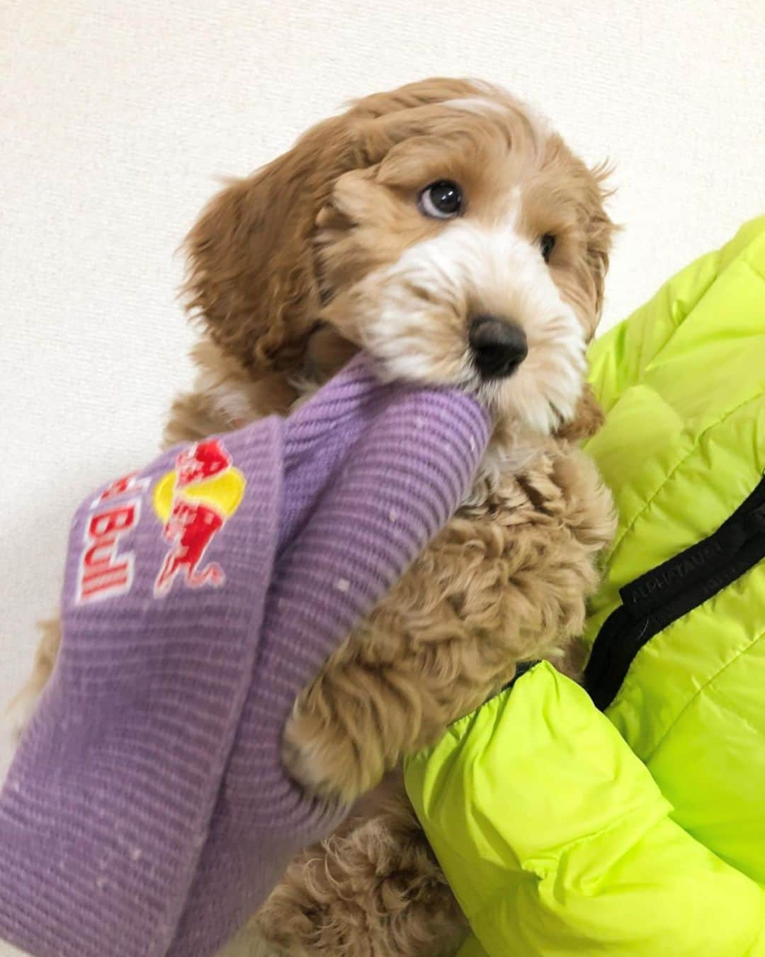 鬼塚雅さんのインスタグラム写真 - (鬼塚雅Instagram)「. 鬼塚家にようこそ🐶 オーストラリアンラブラドゥードルの男の子です✨ 今日はままの誕生日 @miyoko_onitsuka  おめでと☺︎ #オーストラリアンラブラドゥードル #AL  #ミディアム #レッドアブストラクト #犬スタグラム」2月14日 22時41分 - miyabionitsuka