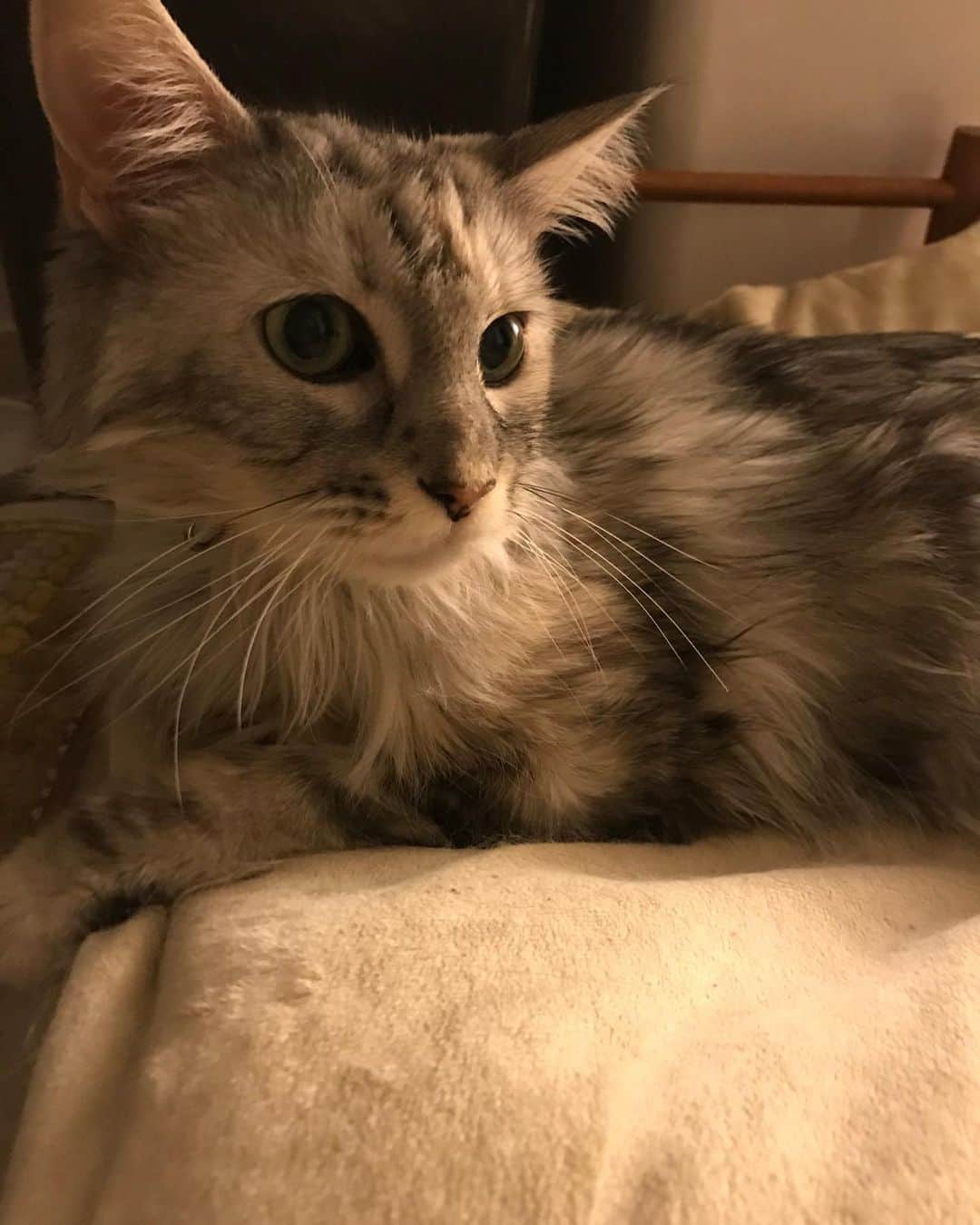 大山純のインスタグラム：「17歳になった猫。一年勘違いしてた。 #今日のめいねこ」