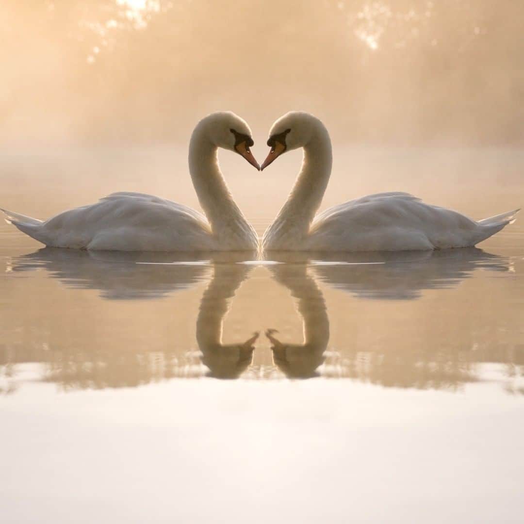 Discoveryさんのインスタグラム写真 - (DiscoveryInstagram)「A warm embrace ♥️  Credit: Karlena Johnson  #swans #love #nature #animals #potd #valentinesday」2月14日 23時00分 - discovery