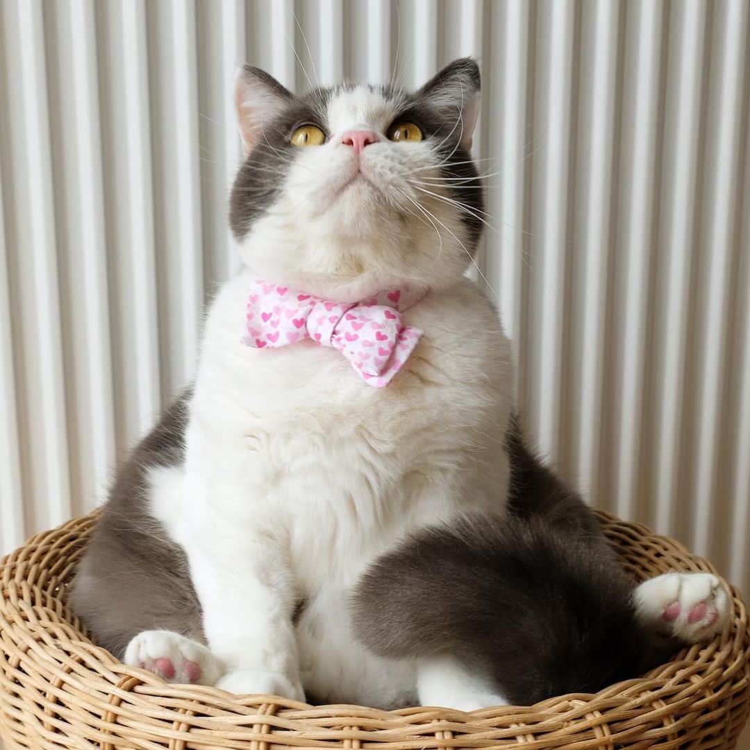 catinberlinのインスタグラム：「Happy Valentine’s Day! ❤️ www.catinberlin.com」