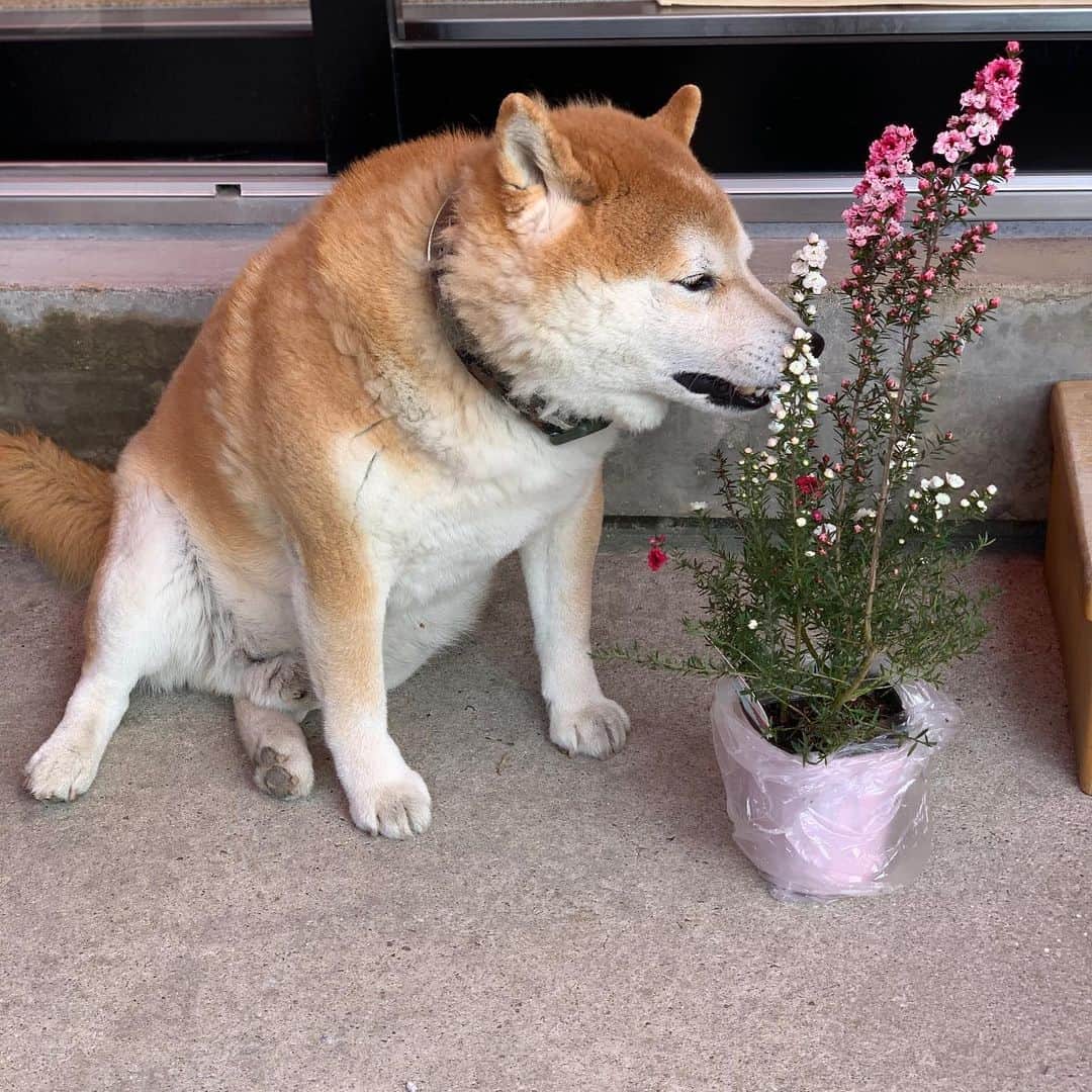 柴犬 たろさんのインスタグラム写真 - (柴犬 たろInstagram)「𖠌 今日は、桜を植えて、庭にミニ花壇を作りました。 タロちゃんは、鶏糞とかの肥料の匂いが大好きで🐻❤️ 朝起きたら、植えたお花をいつも掘り返してます。  また、今回もやられるかも知れません。 やられませんよーに🐥 Ⓞ Ⓚ #shibainu #japanesedog ＃柴犬」2月14日 23時08分 - tarochantarochan