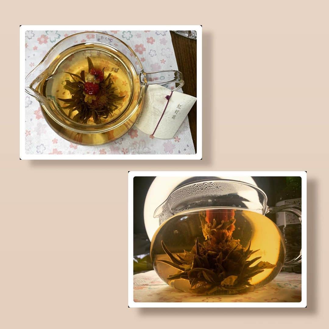 平井綾乃のインスタグラム：「バレンタインはまったり工芸茶   #バレンタイン  #ぼっち  #それでも幸せ  #工芸茶  #って知ってますか？ #お湯を注ぐと花が咲く  #見た目も可愛い  #ジャスミン茶  #大好き  #omnia」