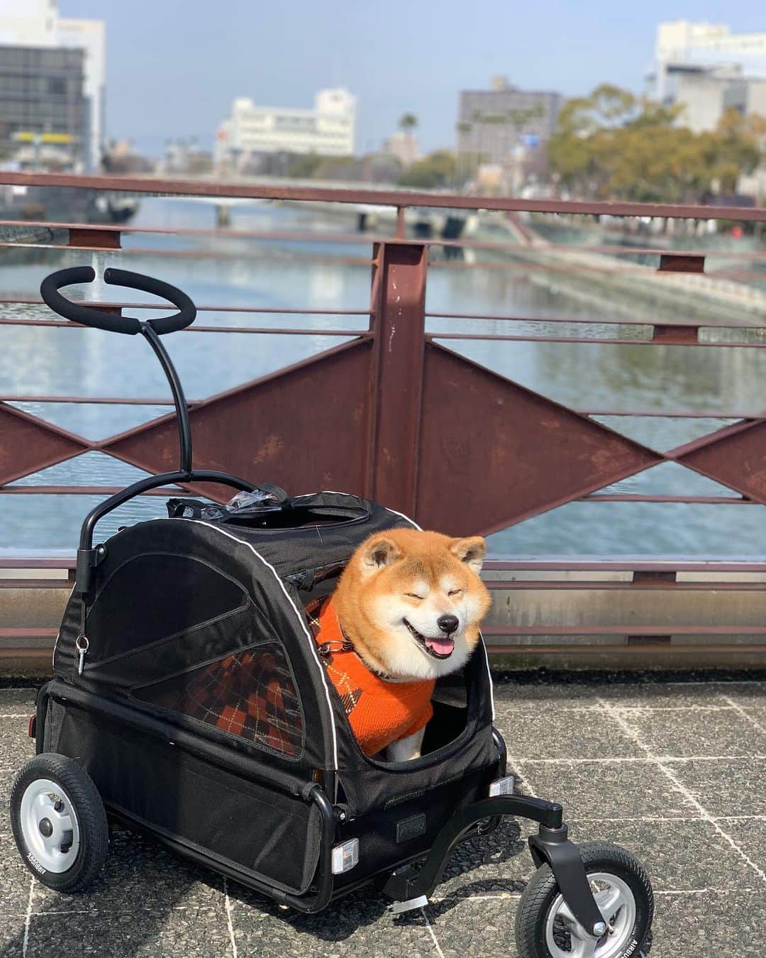 shibainu berryのグルメインスタ