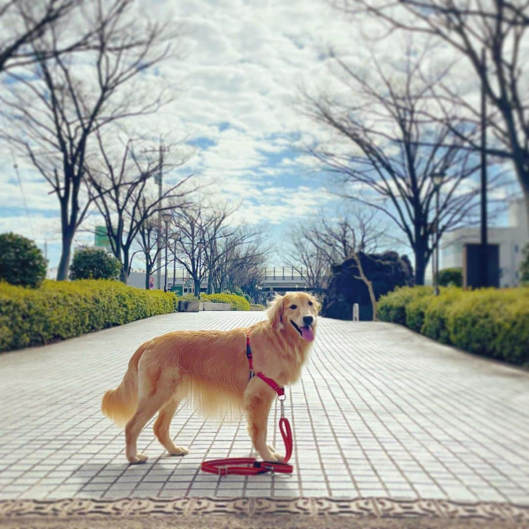 ikumiさんのインスタグラム写真 - (ikumiInstagram)「* * 2/14/2021🌤 . 禁断の下からショット。 顔でかちゃんも可愛いよ。 . . 昨夜の地震… 被災地にお住まいの皆さん おケガなどはありませんか。 まだまだ大きな余震も あると思います。 充分にお気をつけ下さい… * * #goldenretriever#retriver#retriverlife#ゴールデンレトリバー#ゴールデンレトリバーのいる暮らし#大型犬#大型犬のいる暮らし#vivi日記3歳#viviのいる暮らし2021#ぴーすっ子」2月14日 23時37分 - ikumi.betty_jupiter