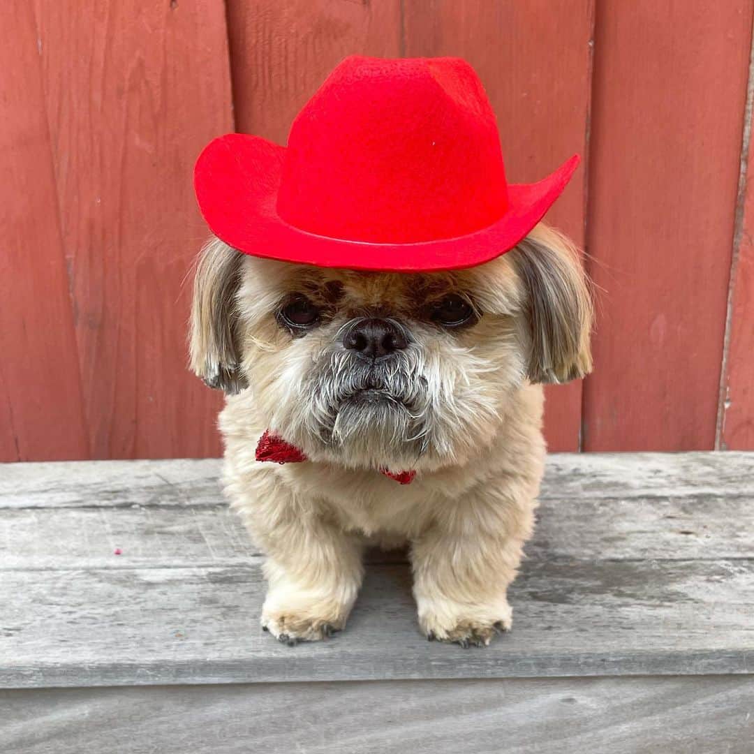 Dougie the Shih Tzuのインスタグラム：「Howdy. Be mine. ❤️」