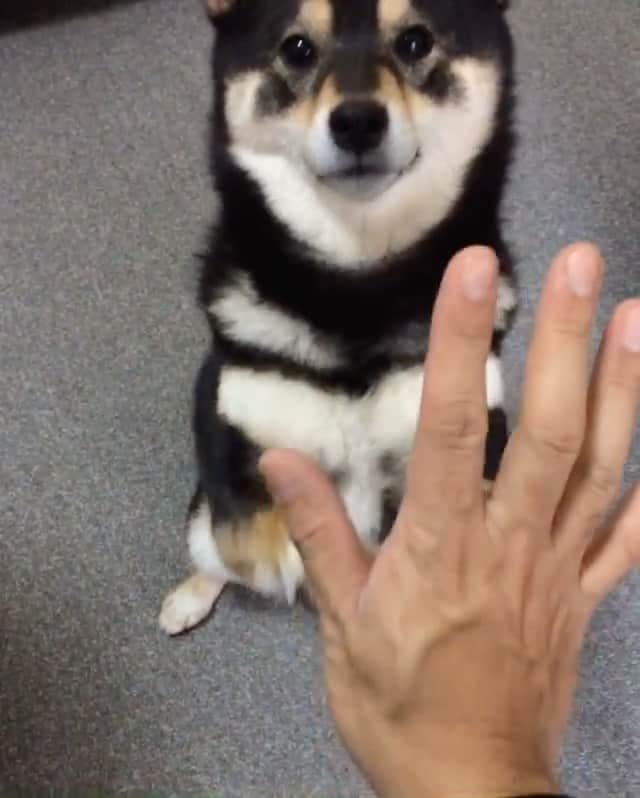 吾子のインスタグラム：「・ ・ ハイターッチ🙌🏻🐶💕✨ ・ 2歳のあこ🐶🙌🏻 ・ 顔が若い💕✨ ・ ・ ・ ・ ・ ・ #ウマウマ好き #余震に気をつけよう #Sapporo ・ 北海道の柴犬 #柴北会 の皆ワン🐶💕早くみんなで安心してお散歩ができますように🐶👍🏻💕 ・ #adorable #instadog#shibainu#dog#instagramjapan#instashiba#kuroshiba #kuroshiba#socute #cutedog#いぬのきもち #黒柴 #dogstagram_japan」