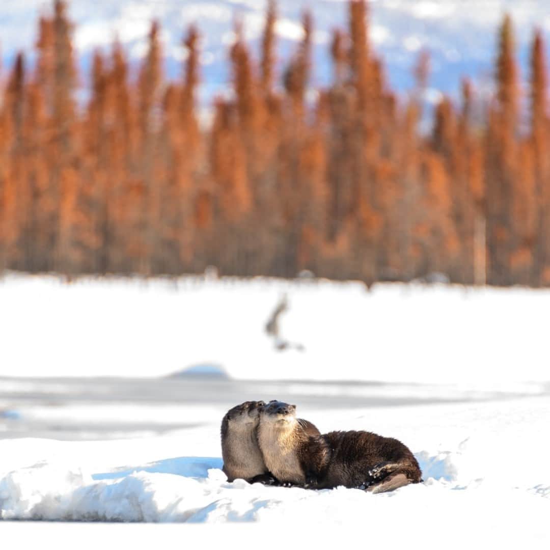 アメリカ内務省さんのインスタグラム写真 - (アメリカ内務省Instagram)「Time on public lands means even more when you're with your significant otter.  Fun fact: river otters live a mostly solitary life until late #winter, when they partner up for a bit -- making this pair a rare sight at Kenai #NationalWildlifeRefuge in #Alaska. 🦦💕 Photo by U.S. Fish and Wildlife Service (@USFWS).   #love #usinterior #HappyValentinesDay #Vday #RecreateResponsibly」2月14日 23時49分 - usinterior