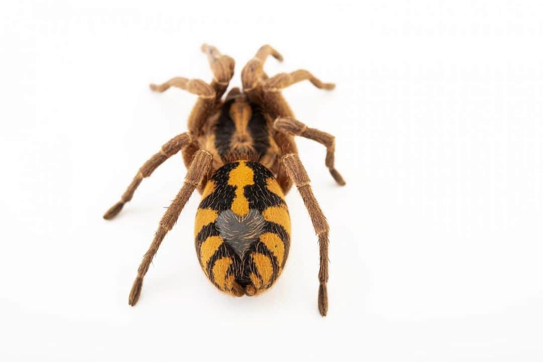 Joel Sartoreさんのインスタグラム写真 - (Joel SartoreInstagram)「The coloration of this pumpkin patch tarantula may scream Halloween, but this arachnid is showing us nothing but love this Valentine’s Day. These tarantulas love to burrow and construct webbed lairs, which give them a place to escape should they feel a threat is nearby. When on the move, this species can reach explosive speeds, and despite their small size, they are aggressive feeders that will often attempt to take on and consume insects that are even bigger than themselves. #valentinesday #heart #love #pumpkinpatch #tarantula #arachnid #spider #PhotoArk #savetogether」2月14日 23時54分 - joelsartore