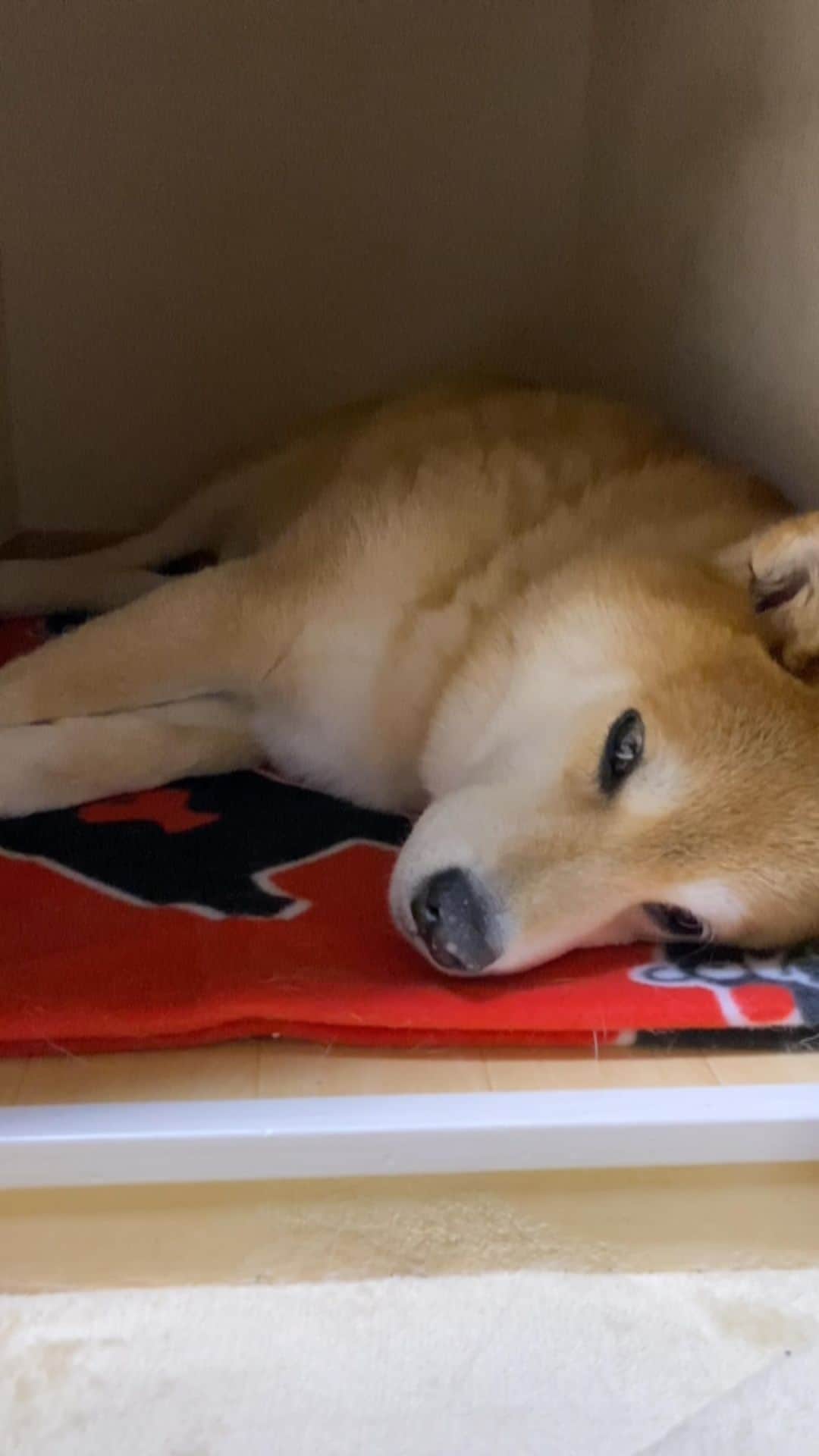 まる（まるたろう）のインスタグラム：「Good night!✨🐶💤✨明日は雨かも〜 #困るわ〜 #土砂崩れ注意よ #安全第一」