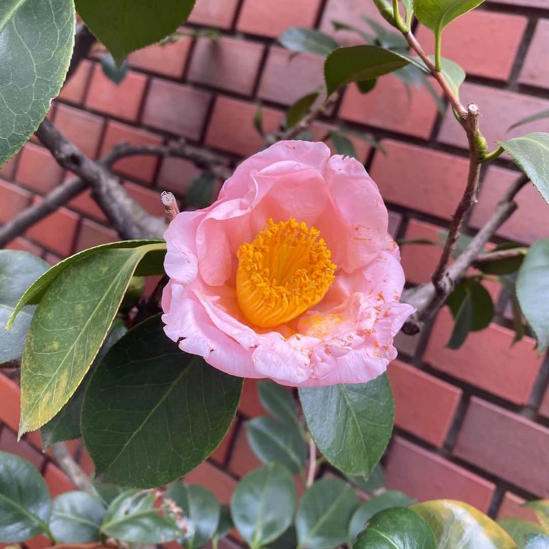 長澤メイのインスタグラム：「💗🎀👙👩🏻‍🎤🧠💋」