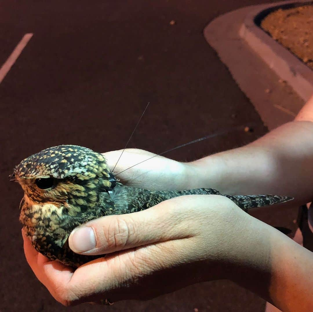 スミソニアン国立動物園さんのインスタグラム写真 - (スミソニアン国立動物園Instagram)「The common nighthawk—known for its evening dances to catch insects—is disappearing from parts of its range. Why? A new study led by Smithsonian Migratory Bird Center and University of Alberta biologists has created a comprehensive picture of the 10,000 km. migratory route of common nighthawks using GPS data. The study is the first step in analyzing where and why nighthawk population numbers are declining. #WeSaveSpecies #BringBirdsBack」2月15日 0時29分 - smithsonianzoo