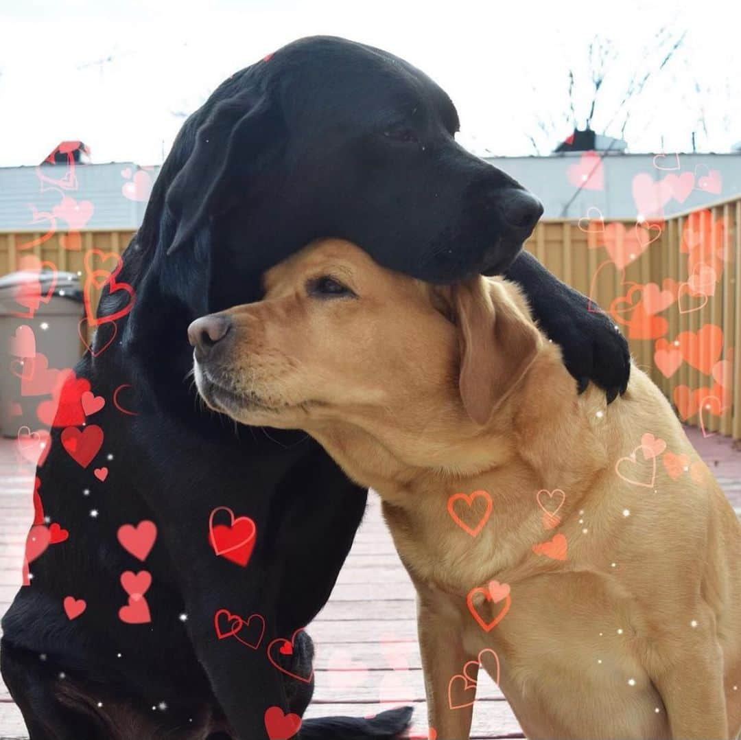 Jake And Gingerのインスタグラム：「Happy Valentine’s Day to my Love #labsofinstagram #valentines #petsinlove #petsofinstagram #pets #labradorretriever #labradoodlesofinstagram #loveislove #love #instagram #dogs #dogsofinstagram」