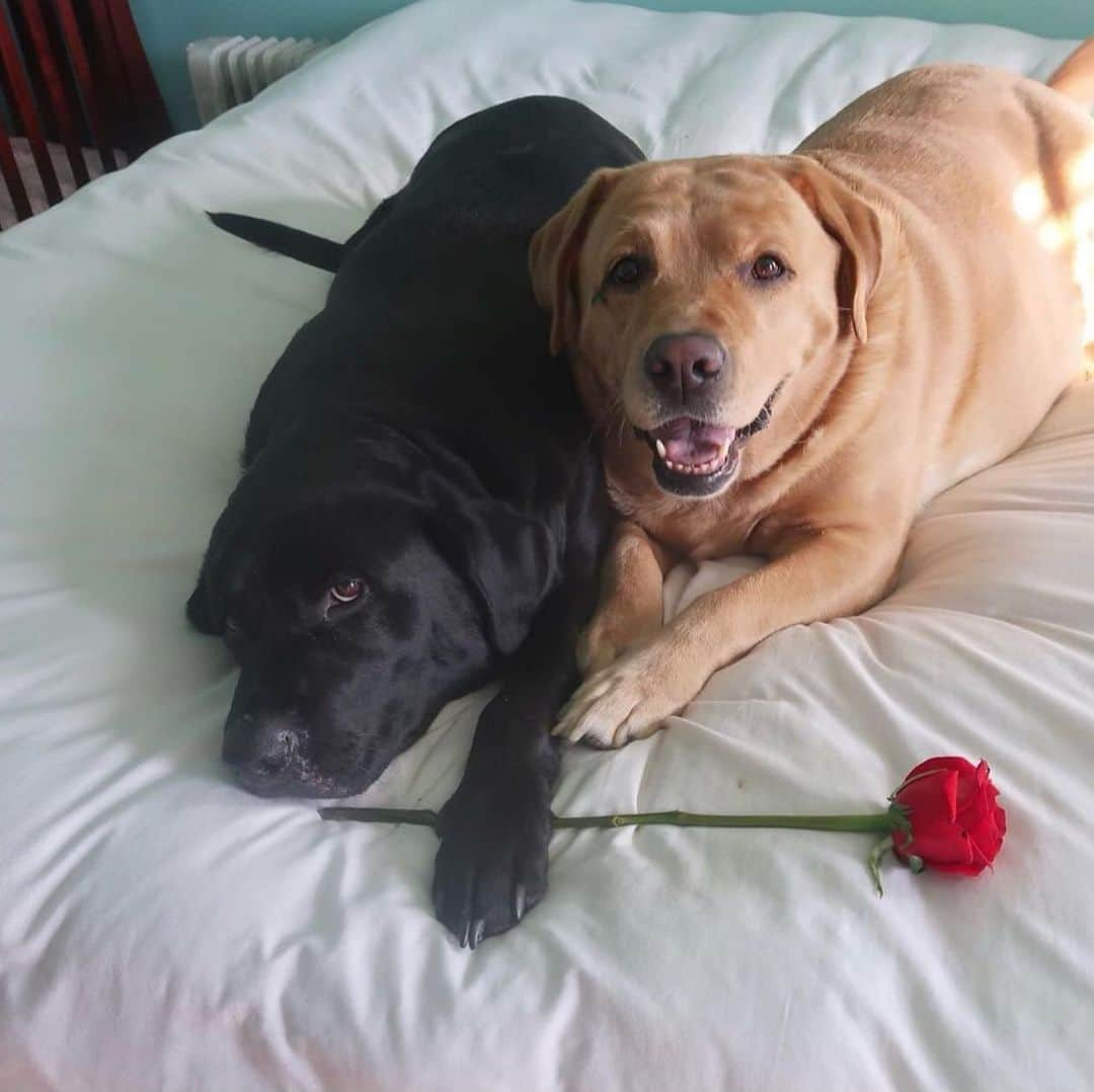 Jake And Gingerさんのインスタグラム写真 - (Jake And GingerInstagram)「Happy Valentine’s Day to my Love #labsofinstagram #valentines #petsinlove #petsofinstagram #pets #labradorretriever #labradoodlesofinstagram #loveislove #love #instagram #dogs #dogsofinstagram」2月15日 0時51分 - jake_n_ginger