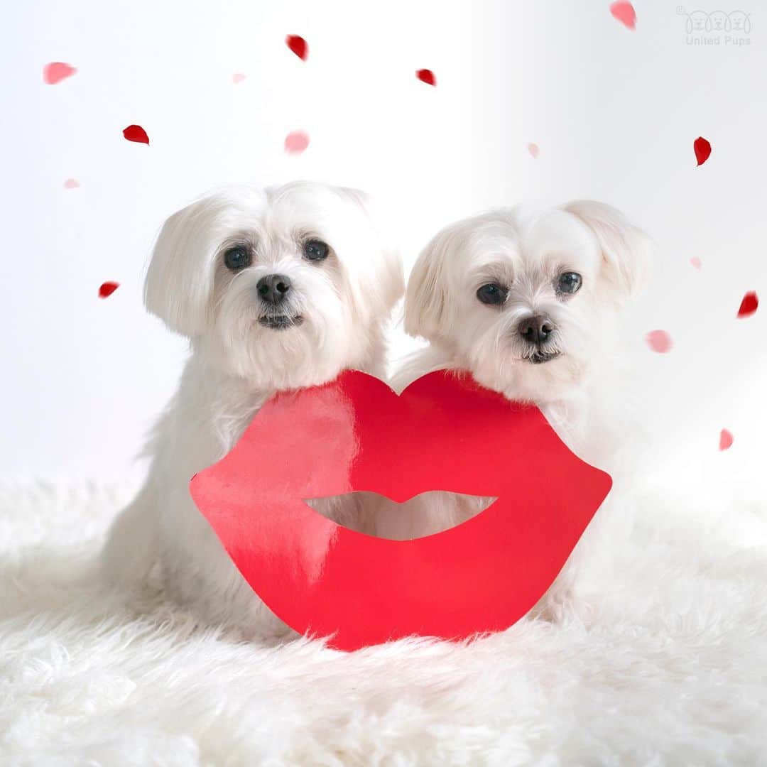 hi.arodのインスタグラム：「Sending you a big kiss 💋 from us! Happy Valentine’s Day! 🌹  #bigkiss#💋#valentinesday2021#valentinesday#happyvalentinesday#sendinglove#bemyvalentine#mydogismyvalentine#valentines_day#valentinesdog#freekisses#kisskiss#twodogsarebetterthanone#loveandwildhearts#woofwoof#bestwoof#wooftoday#twodogs#furlove#furrylove#palentines#loveisallyouneed#maltese#maltês#malteseofficial#maltesegram#malteseworld#malteser#maltesedog#maltesenation」
