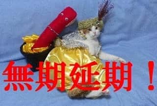 テレンス・リーのインスタグラム：「四字熟ニャンシリーズ！「レッドスネークカモン！」モデルは在りし日のトムくん❤(ӦｖӦ｡) #猫 #ねこ #ネコ #もふもふ猫 #もふもふ #四字熟語」
