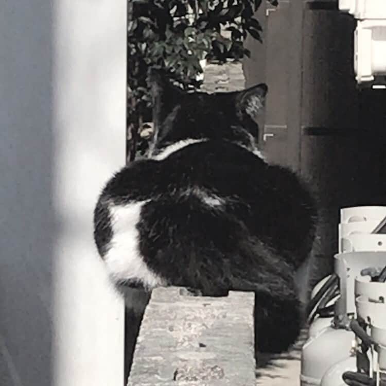 由薫（YU-KA）さんのインスタグラム写真 - (由薫（YU-KA）Instagram)「猫にそっぽを向かれ続けるバレンタイン」2月15日 0時50分 - yukayu_ka79