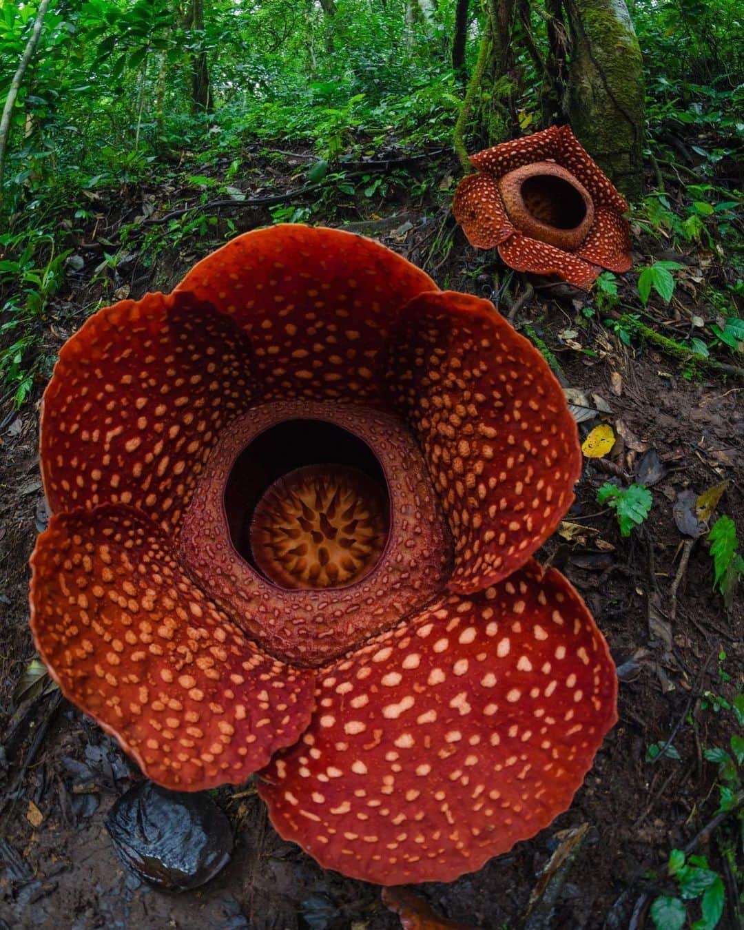 アメリカ自然史博物館のインスタグラム：「Do you think Valentine’s Day stinks? Then we’ve got the perfect flower for you! The largest flower in the world, the stinking corpse lily (Rafflesia arnoldi), may look beautiful, but it smells like rotten flesh. 🥴 The pungent smell is meant to attract carrion flies, which spread its pollen from flower to flower and help this South Asian rainforest plant reproduce. The parasitic corpse flower has no stem, leaves, or roots. Instead of using energy from the Sun to make nutrients, it draws all of its nourishment from its host, a species of vine in the grape family. Photo: Maizal Chaniago, CC-BY-SA-4.0, Wikimedia Commons」