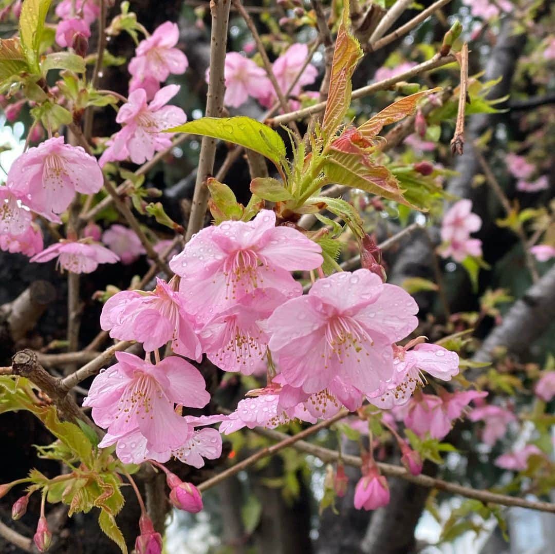 荻原和歌さんのインスタグラム写真 - (荻原和歌Instagram)「今朝の心ひかれた花」2月15日 10時22分 - ogiwaka