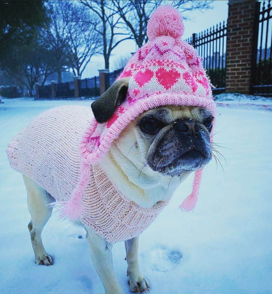 のインスタグラム：「Pippa Woods is really meeting the moment - the ❄️ in Dallas moment- with a perfect pink Valentine’s Day themed, cold-weather look. Please follow @pippaprincesspug !  #pug #dallas #pugsofinstagram  #valentinesday」