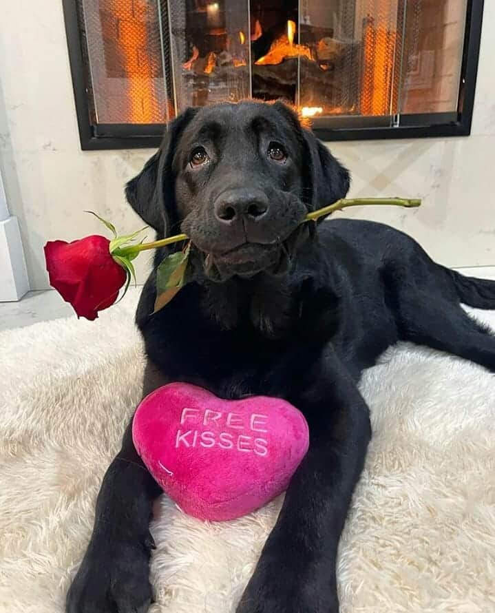 World of Labradors!のインスタグラム：「Will you be my Valentine? ❤️  - Ernie @ernie_theenglish」
