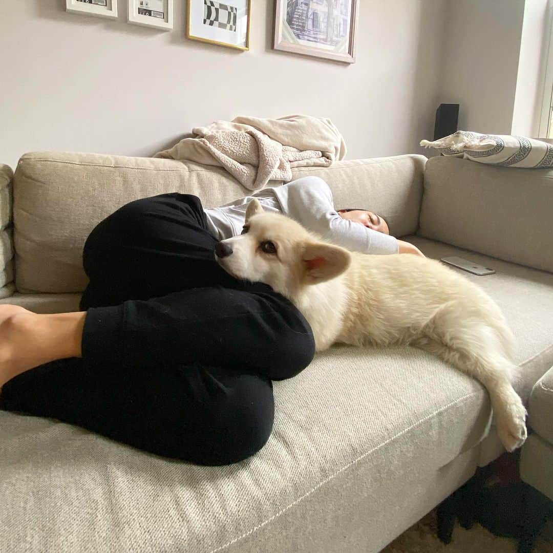 Winston the White Corgiさんのインスタグラム写真 - (Winston the White CorgiInstagram)「#ValentinesDay is the only time I’ll voluntarily snuggle. Didn’t say I’d look happy doing it 😜 #HappyValentinesDay to all」2月15日 10時44分 - winstonthewhitecorgi