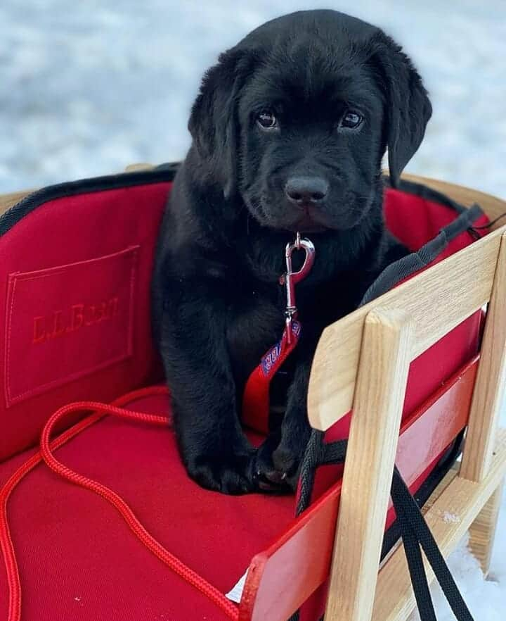 World of Labradors!さんのインスタグラム写真 - (World of Labradors!Instagram)「Happy Valentine's Day! - @macsayscheeese」2月15日 10時52分 - worldoflabs