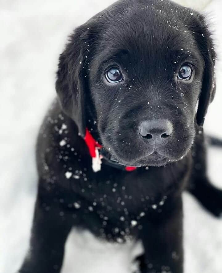 World of Labradors!さんのインスタグラム写真 - (World of Labradors!Instagram)「Happy Valentine's Day! - @macsayscheeese」2月15日 10時52分 - worldoflabs