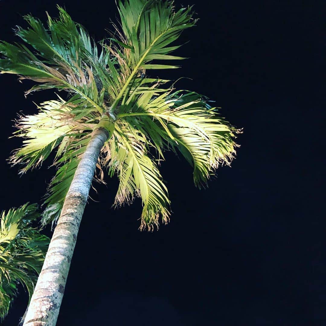 のインスタグラム：「. 沖縄の冬の夜空🌴  真っくらな中に映えるヤシの木も いい絵になりますね😊  Winter Night Sky in Okinawa🌴  #サザンビーチホテル #プールサイド #糸満 #沖縄」
