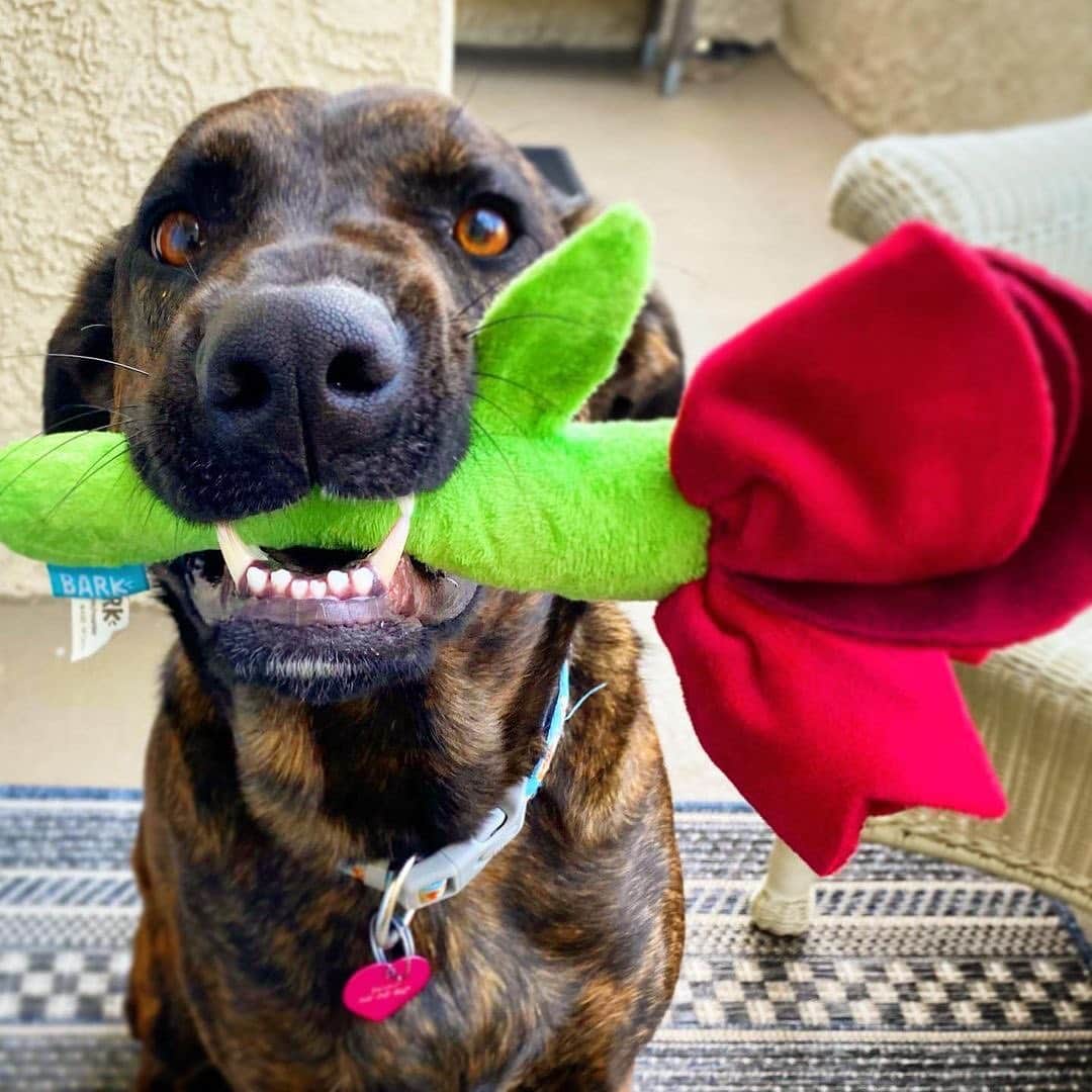 BarkBoxさんのインスタグラム写真 - (BarkBoxInstagram)「Sorry, cupid, ya got nothing on these pups 😘 (and to the pups, I hope your humans let ya thrash those wings and roses around a little after posing for these pics 😆) @mangozelayadavis  @alwayssummerinct  @rosie_saurus_rex  @linathefloppy」2月15日 11時23分 - barkbox