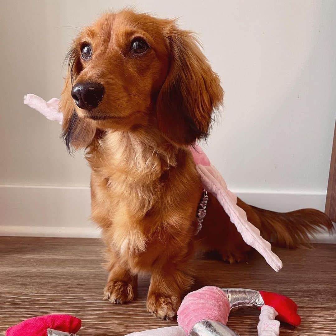 BarkBoxさんのインスタグラム写真 - (BarkBoxInstagram)「Sorry, cupid, ya got nothing on these pups 😘 (and to the pups, I hope your humans let ya thrash those wings and roses around a little after posing for these pics 😆) @mangozelayadavis  @alwayssummerinct  @rosie_saurus_rex  @linathefloppy」2月15日 11時23分 - barkbox