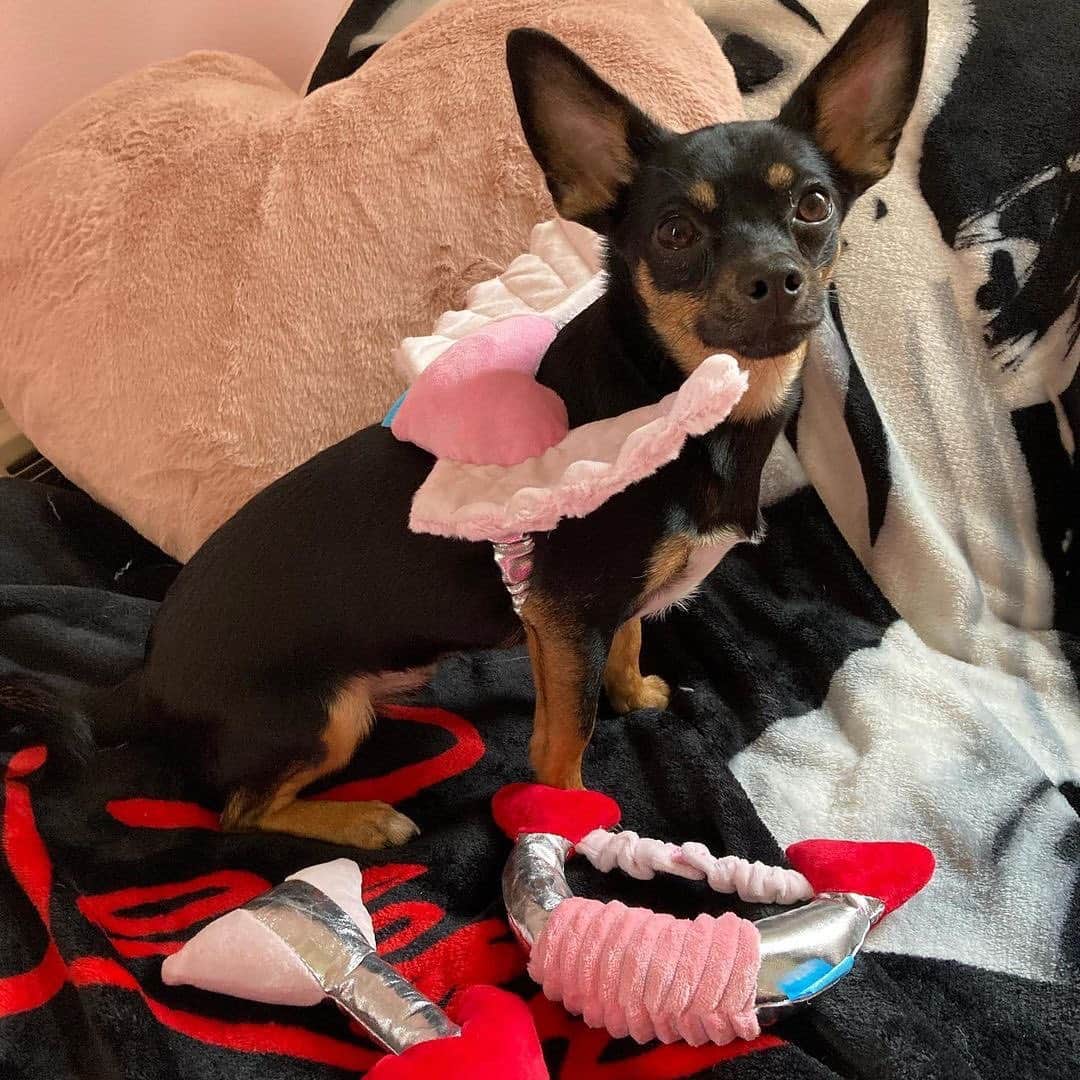 BarkBoxのインスタグラム：「Sorry, cupid, ya got nothing on these pups 😘 (and to the pups, I hope your humans let ya thrash those wings and roses around a little after posing for these pics 😆) @mangozelayadavis  @alwayssummerinct  @rosie_saurus_rex  @linathefloppy」