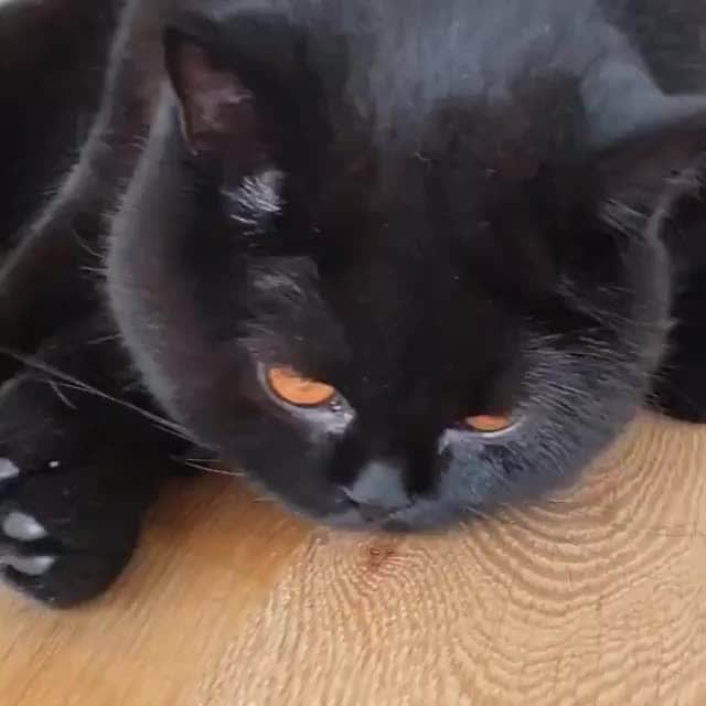 Cats of Instagramのインスタグラム：「From @raven_halloween_cat: “Throwback to when I was wrapping Hooman around my little paws 🎃🖤🎃” #catsofinstagram」