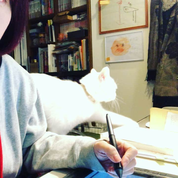 水谷さるころのインスタグラム：「仕事にならねぇ…。　#おファルにゃん」