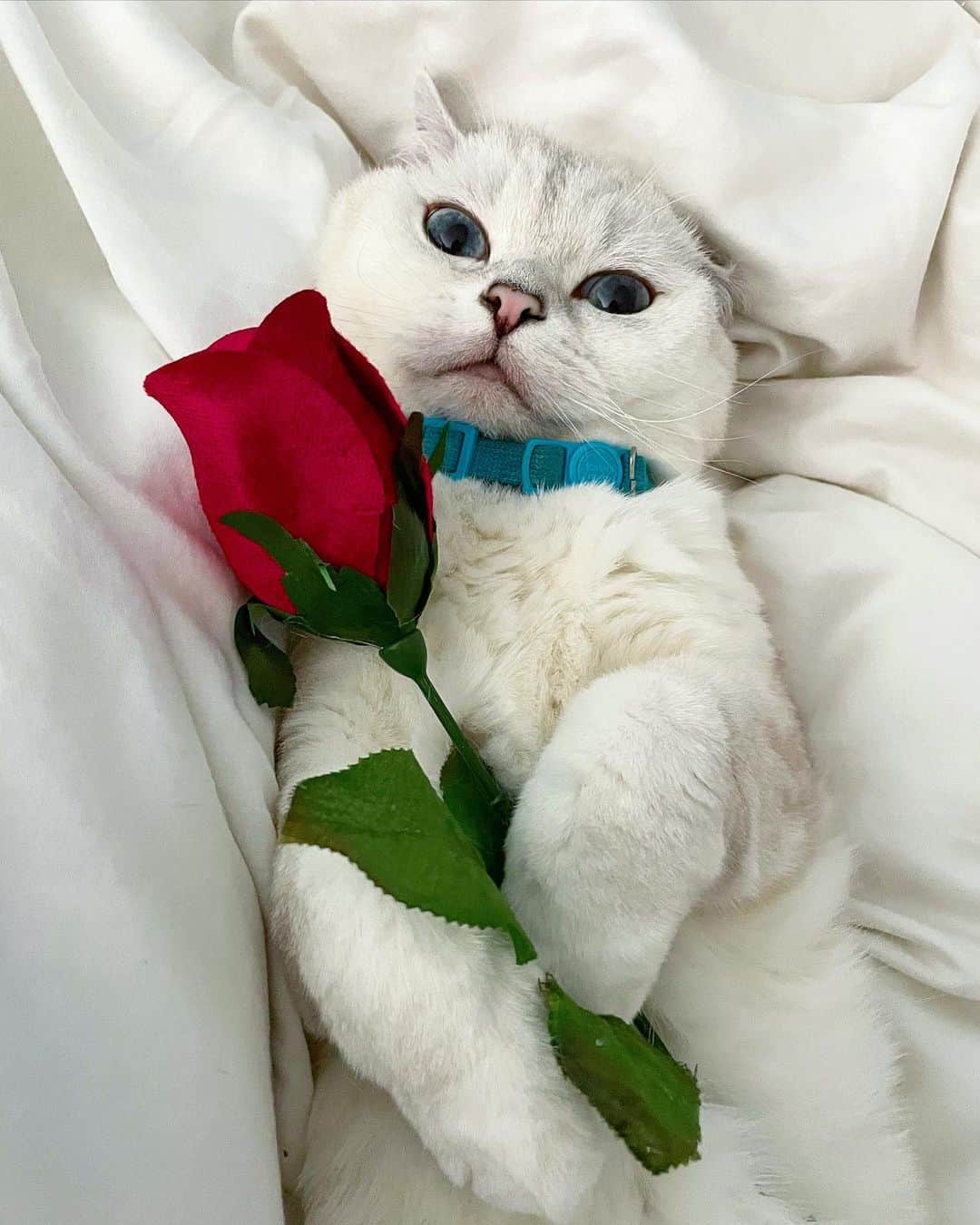 ミスター・ホワイトさんのインスタグラム写真 - (ミスター・ホワイトInstagram)「I love you always and forever ♾❤️ Happy Valentine’s Day #valentines #happyvalentinesday」2月15日 2時38分 - white_coffee_cat