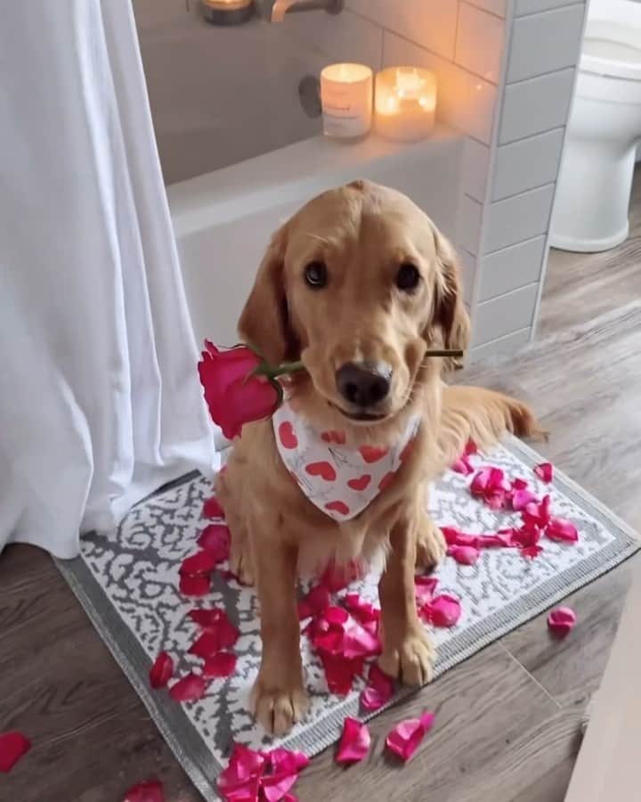 DogsOf Instagramのインスタグラム：「Happy Pawlentine’s, I Woof You💞🌹🐾🥰  Whose love you are celebrating today?   📸: @aryaandsamwell  📸: @wrigleyfluff  📸: @hiccup.thepup  📸: @petitepokey  📸: @dognamedbrewski  📸: @gerti.b_  📸: @bostonsadventure  📸: @mahi_wrinkles   🎶: Let’s Get It On - Marvin Gaye 🎶: L.O.V.E. - Frank Sinatra  🎶: This Magic Moment - Ben E. King  🎶: Cupid - Sam Cooke   #dogsofinstagram #iwoofyou #valentinesdog #cupid」
