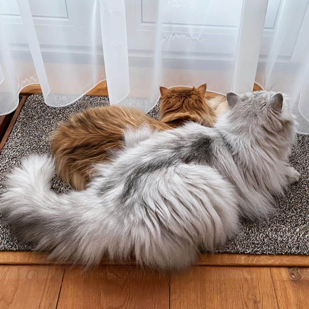 Smoothieさんのインスタグラム写真 - (SmoothieInstagram)「Happy Valentine’s Day 🧡🤍」2月15日 2時54分 - smoothiethecat