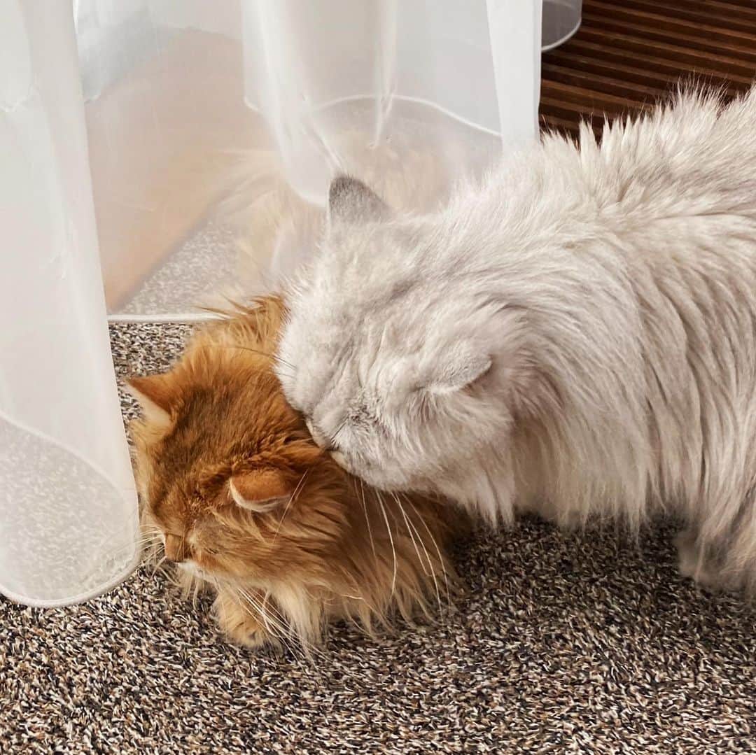 Smoothieさんのインスタグラム写真 - (SmoothieInstagram)「Happy Valentine’s Day 🧡🤍」2月15日 2時54分 - smoothiethecat