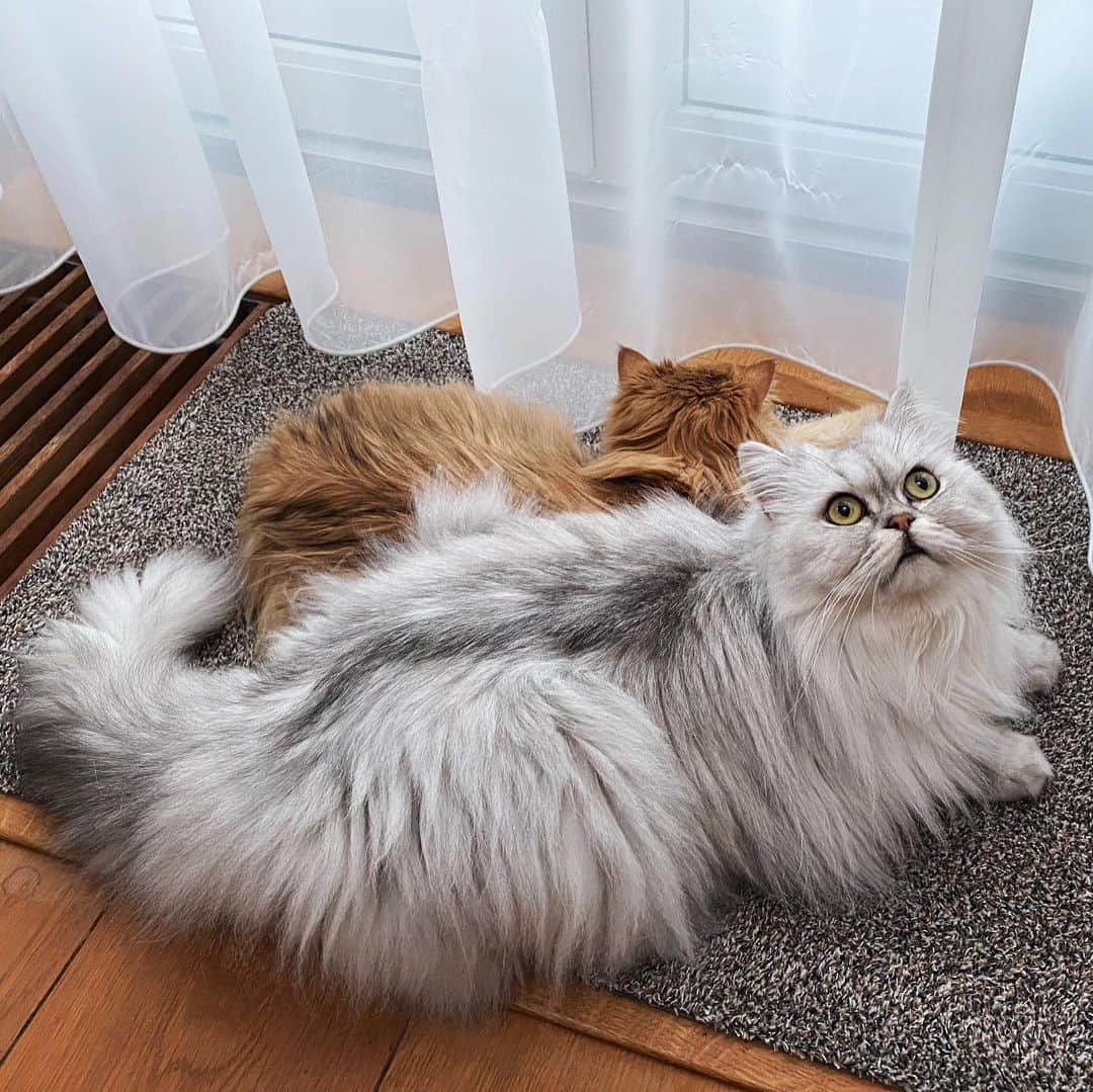 Smoothieさんのインスタグラム写真 - (SmoothieInstagram)「Happy Valentine’s Day 🧡🤍」2月15日 2時54分 - smoothiethecat