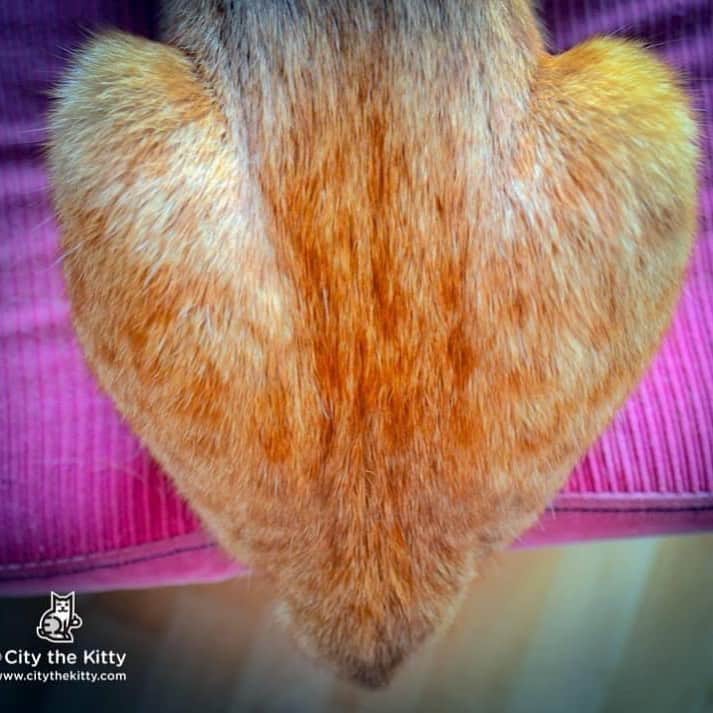 City the Kittyのインスタグラム：「Will you be my Valentine? ❤️🐾   #valentinesday #valentines #ValentinesDay2021 #bemyvalentine #cat #catlovers #cats」