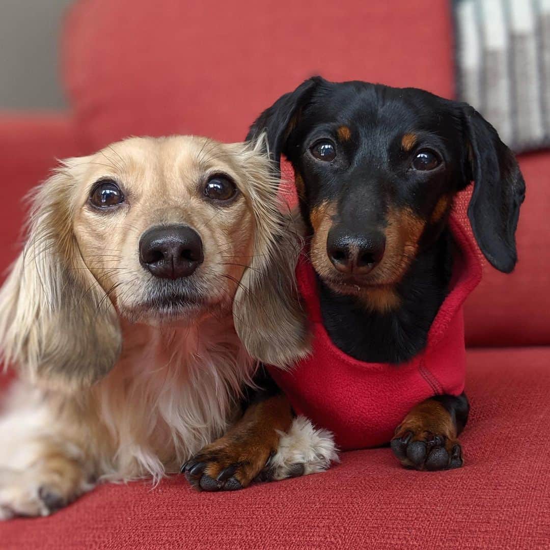 Crusoe the Celebrity Dachshundのインスタグラム：「“Not your typical Valentines, but love nonetheless!” ❤️」