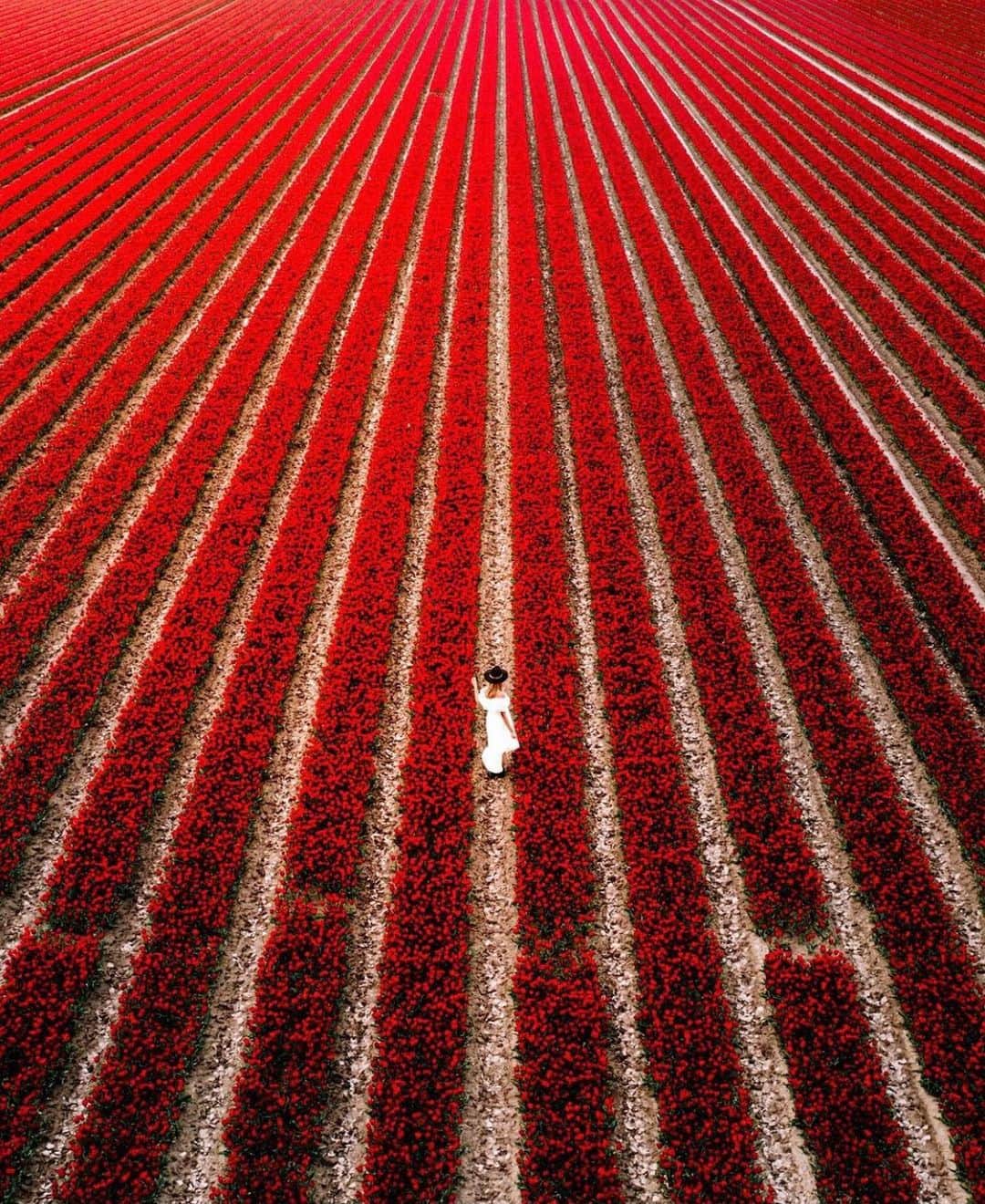 Earth Picsさんのインスタグラム写真 - (Earth PicsInstagram)「Tulip fields in the Netherlands 🌷 by @saltinourhair」2月15日 3時17分 - earthpix