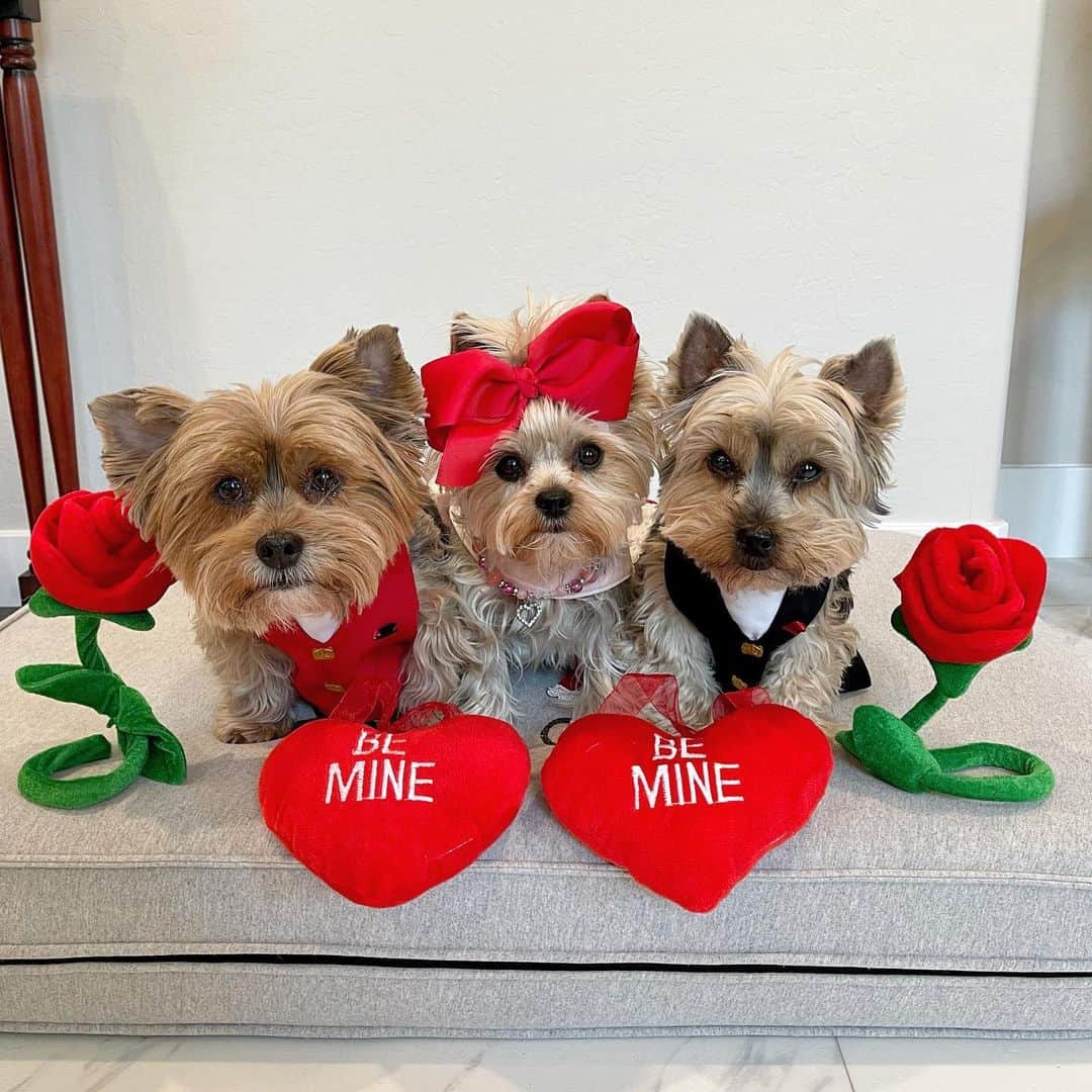 さんのインスタグラム写真 - (Instagram)「Sammy, Allie & Max 💭 Happy Valentine’s Day! ♥️🥰❌⭕️🌹🍫💐 #ValentinesDay2021 #BeMine #LoveBugs #LoveMonth #MonthOfLove #HappyValentinesDay」2月15日 3時27分 - happyyorkiefamily
