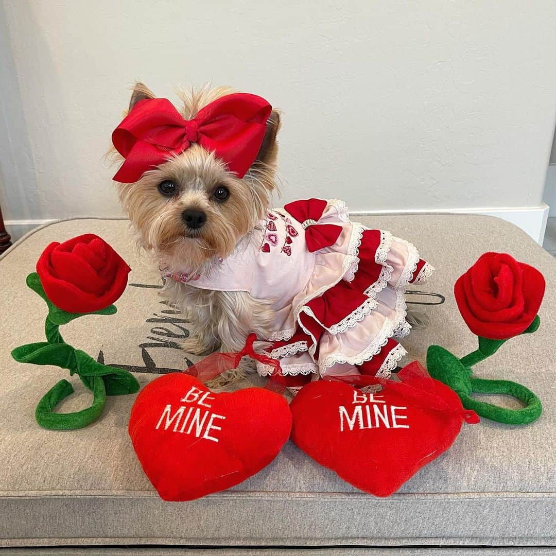 さんのインスタグラム写真 - (Instagram)「Sammy, Allie & Max 💭 Happy Valentine’s Day! ♥️🥰❌⭕️🌹🍫💐 #ValentinesDay2021 #BeMine #LoveBugs #LoveMonth #MonthOfLove #HappyValentinesDay」2月15日 3時27分 - happyyorkiefamily