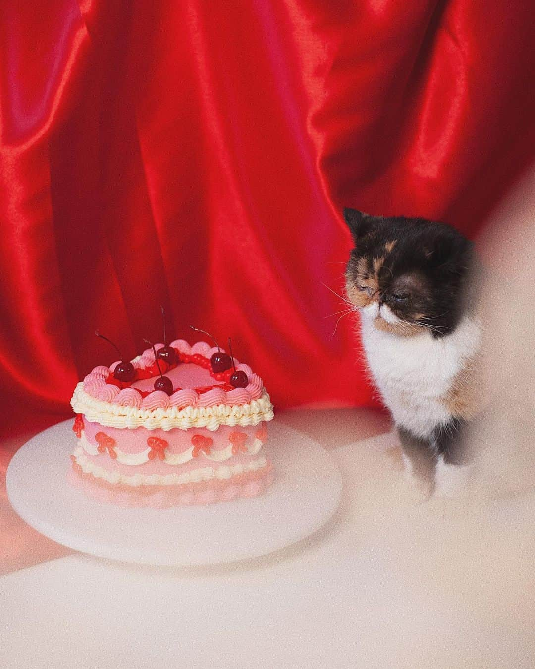 Pudgeさんのインスタグラム写真 - (PudgeInstagram)「Happy Valentine’s Day! Swipe for an outtake 😂🌹 #pudgethecat」2月15日 3時33分 - pudgethecat