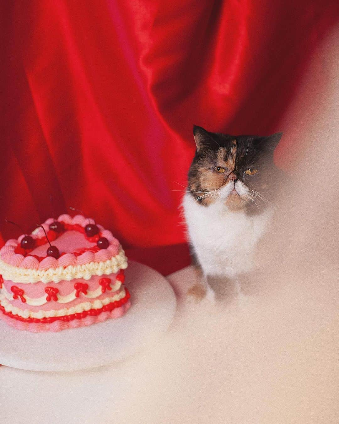 Pudgeさんのインスタグラム写真 - (PudgeInstagram)「Happy Valentine’s Day! Swipe for an outtake 😂🌹 #pudgethecat」2月15日 3時33分 - pudgethecat