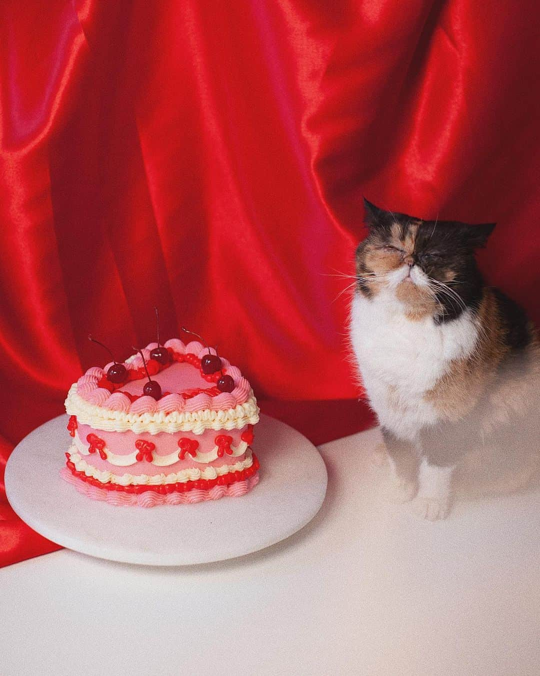 Pudgeさんのインスタグラム写真 - (PudgeInstagram)「Happy Valentine’s Day! Swipe for an outtake 😂🌹 #pudgethecat」2月15日 3時33分 - pudgethecat