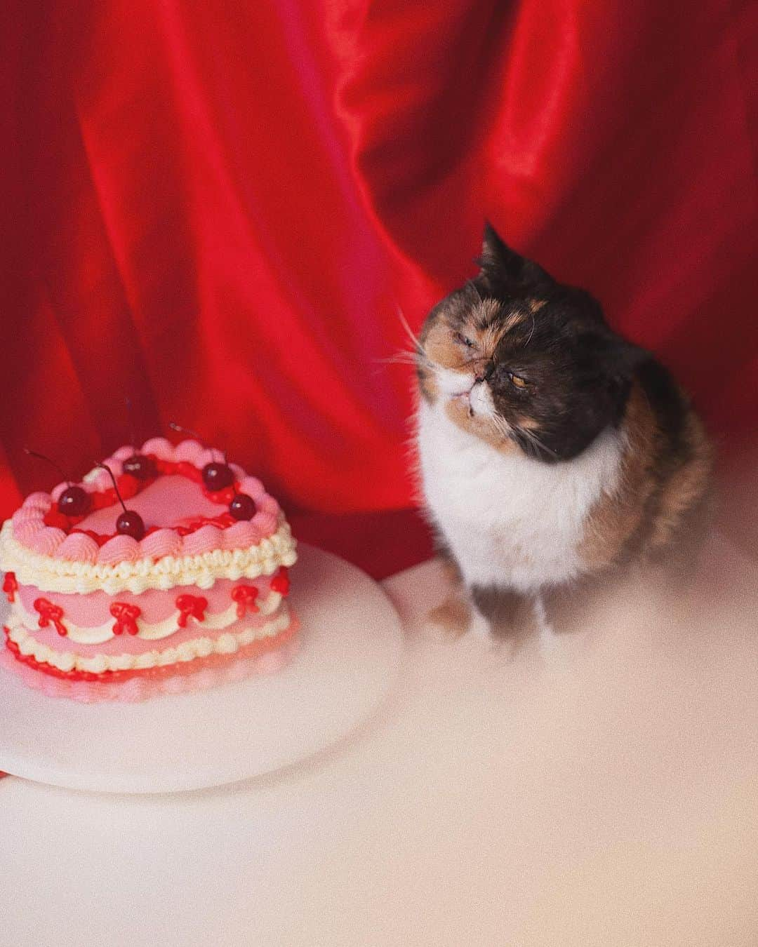 Pudgeさんのインスタグラム写真 - (PudgeInstagram)「Happy Valentine’s Day! Swipe for an outtake 😂🌹 #pudgethecat」2月15日 3時33分 - pudgethecat