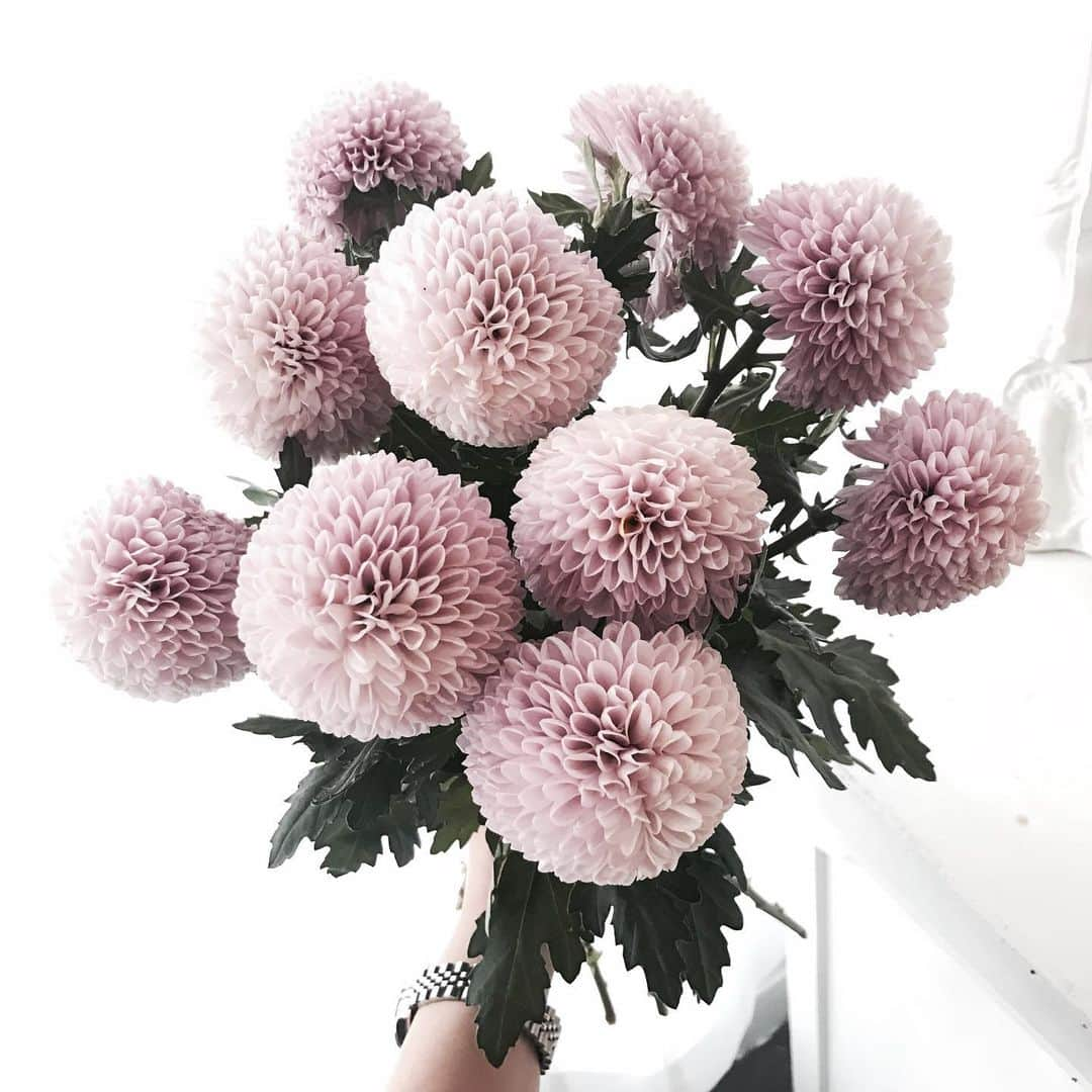 Florist.janeさんのインスタグラム写真 - (Florist.janeInstagram)「#flowers」2月15日 3時35分 - jane.florist