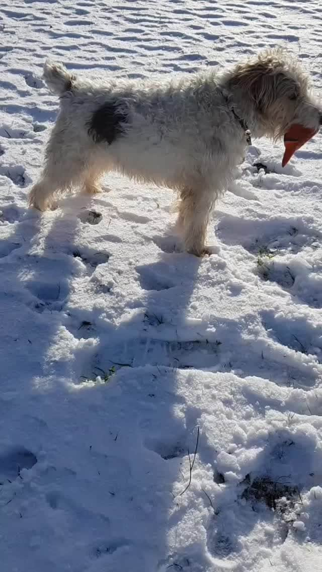 ジエ のインスタグラム：「❤  #dog #dogsofinstagram #foxterrier #snow #schnee #winter #hund #foxi #love #ㅅㄹㅎ #valentinstag #jagdhund #playtime #nature #landscape #사랑해 #예쁘다 #귀엽다 #귀옆다」