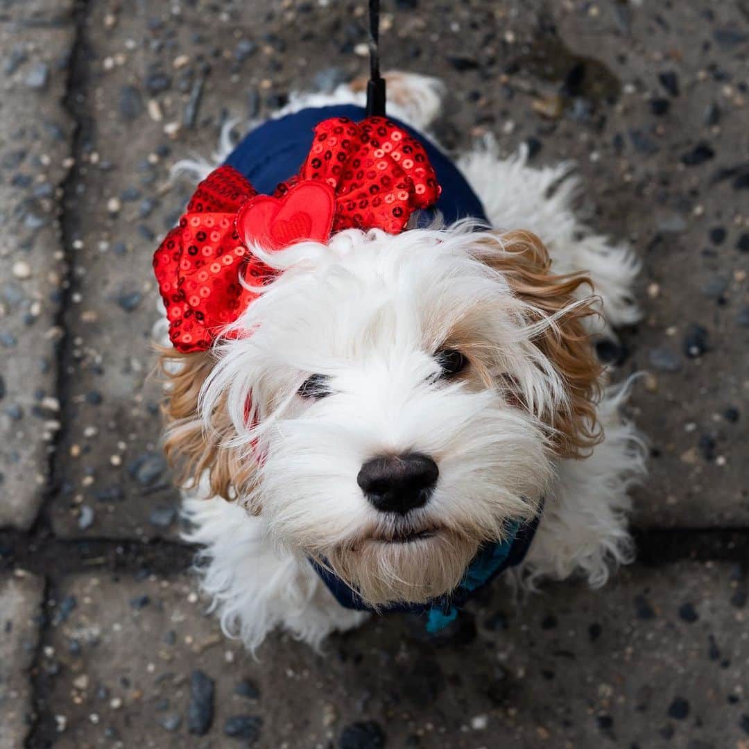 The Dogistさんのインスタグラム写真 - (The DogistInstagram)「Milo, Cockapoo (5 m/o), Washington Square West, New York, NY • “He’s very playful and very attached. I can’t move a step without him following me.” Happy Valentine’s Day! ❤️」2月15日 4時45分 - thedogist